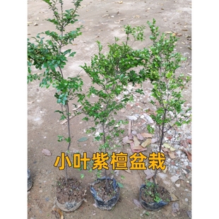小叶紫檀树苗名贵苗木 正宗细叶紫檀树苗盆栽四季常青观赏植物