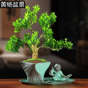 广东雀舌皱皮黄杨树苗带土高档造型名贵盆景树苗常绿米叶珍珠黄杨