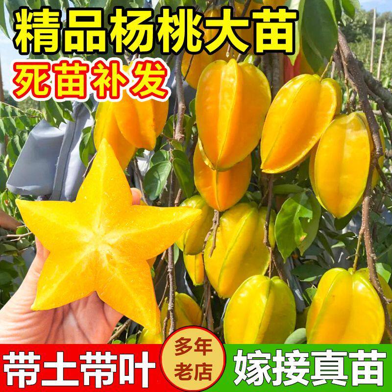 杨桃苗甜杨桃树苗纯甜杨嫁接苗四季结果可地栽盆栽挂结果快包邮