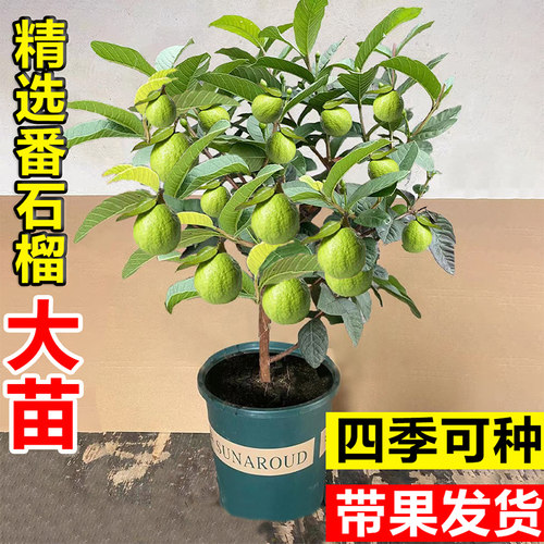 番石榴树果苗带果红心芭乐阳台庭院盆栽地栽四季水果树苗南方种植