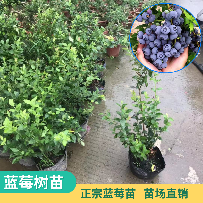 正宗蓝莓苗盆栽果树苗南方北方四季种植阳台庭院特大蓝莓果树苗