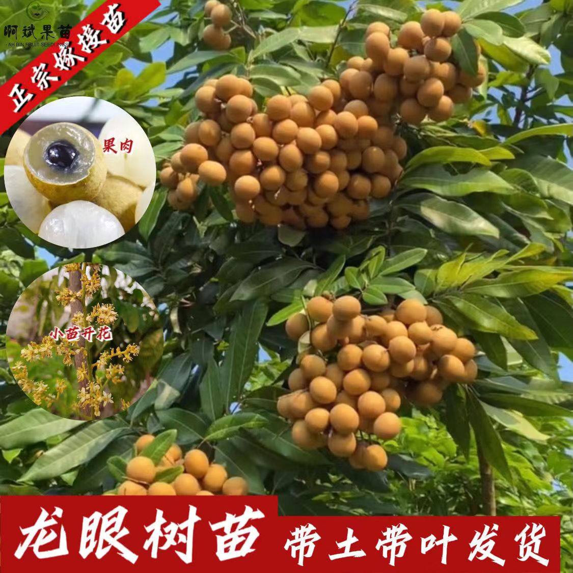 {特级甜]广东嫁接四季龙眼树苖桂圆树苗石硖储良龙眼树苗当年结果