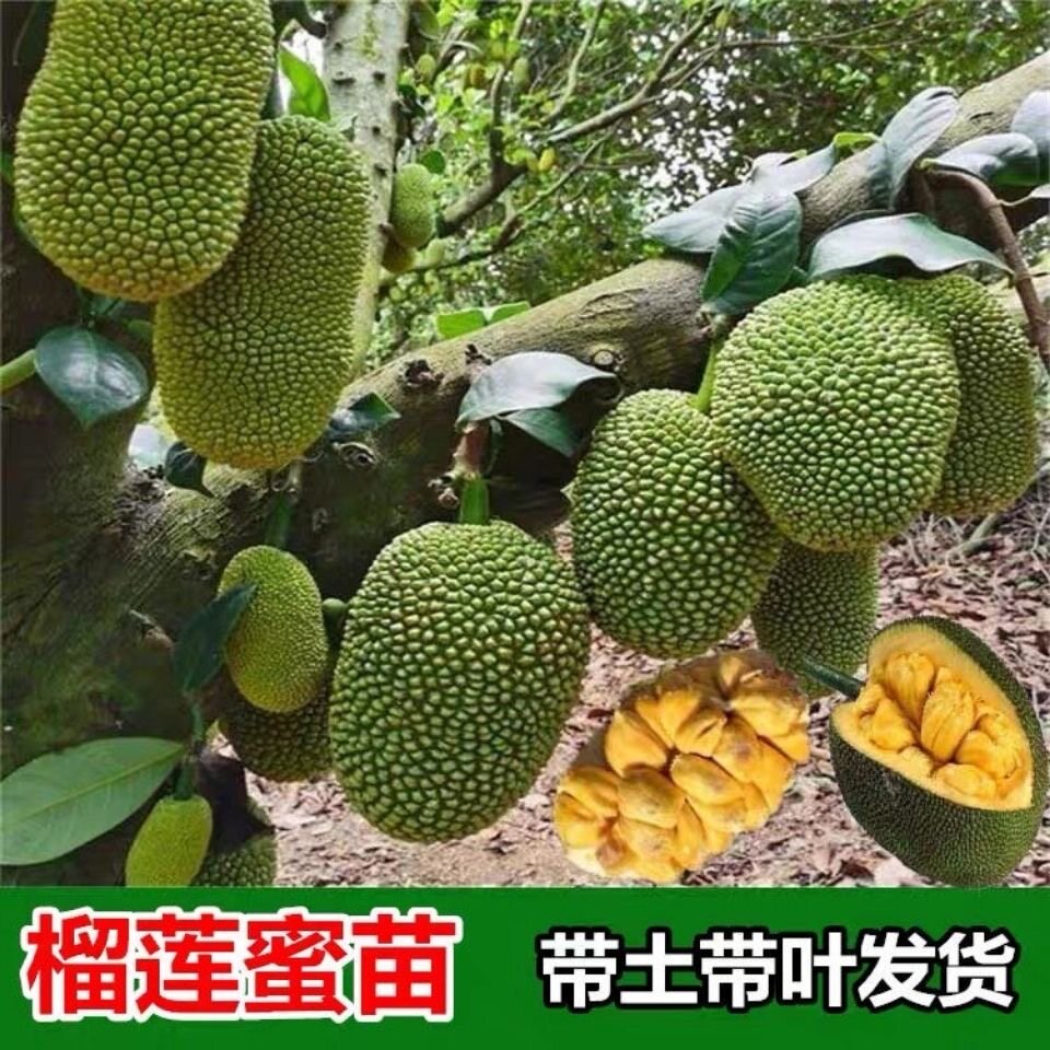 新品种榴莲菠萝蜜树苗印尼红肉菠萝海南四季干苞木菠萝果树苗地栽