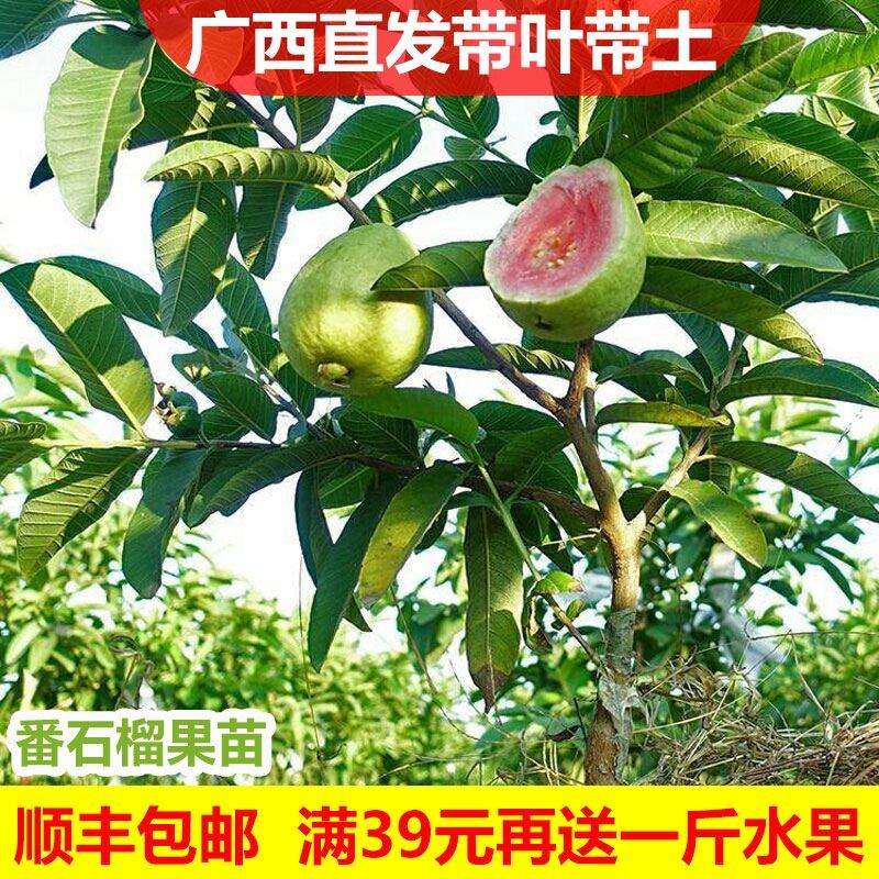 【广西果树】番石榴果树苗珍珠芭乐红心番石榴苗四季结果盆栽地栽
