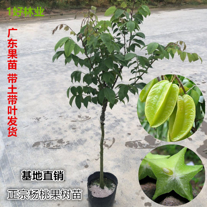 热销杨桃果树苗嫁接台湾四季甜红杨桃苗南方种植地栽盆栽当年结果