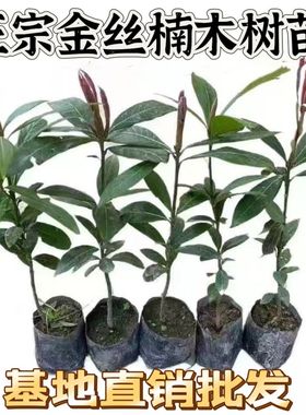 正宗金丝楠木树苗抗寒耐热名贵小叶桢楠树苗盆栽地栽花园庭院绿植