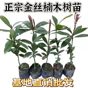 正宗金丝楠木树苗抗寒耐热名贵小叶桢楠树苗盆栽地栽花园庭院绿植