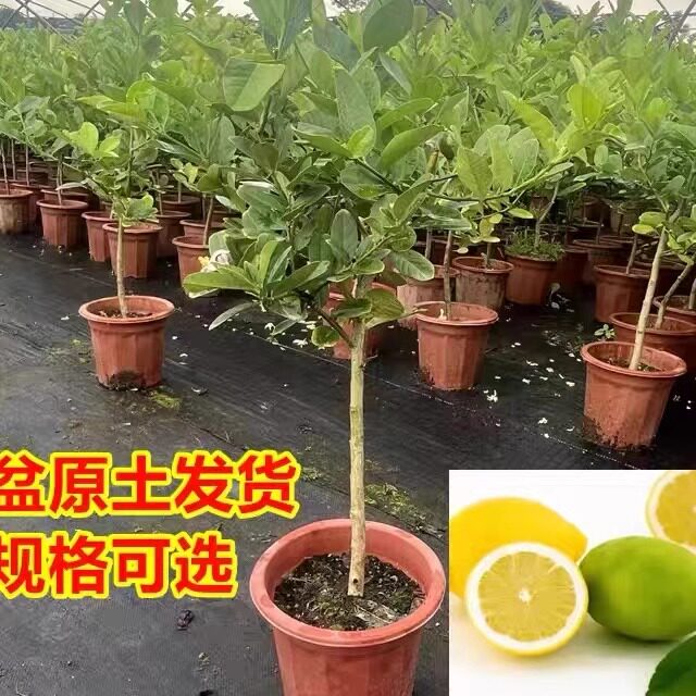 台湾四季香水柠檬树苗广东檬棒棒糖形大苗嫁接泰国青柠果苗树带果