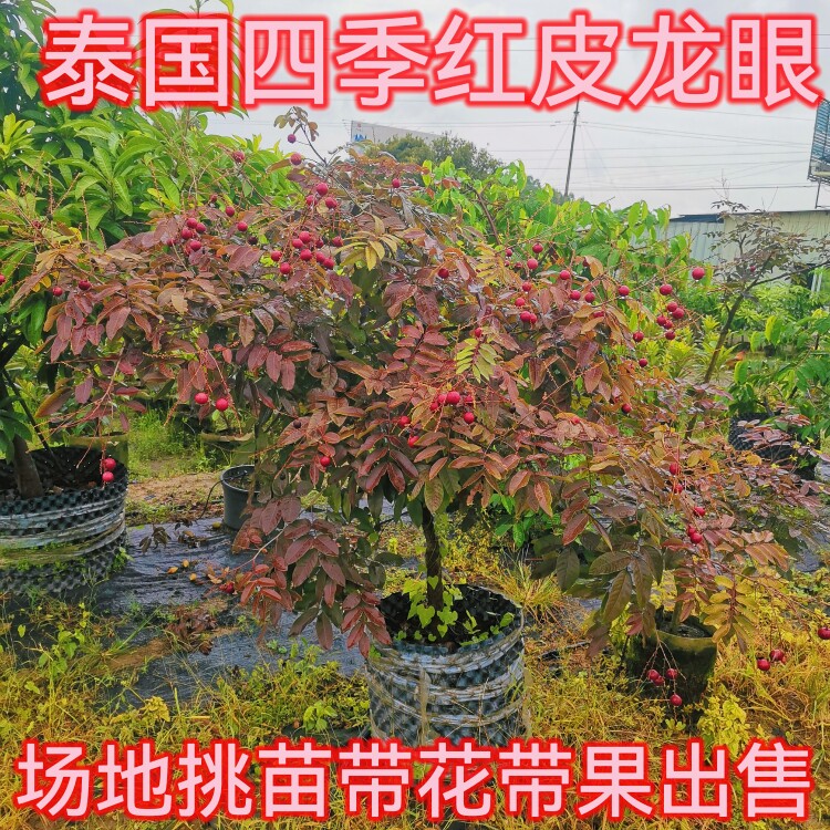 泰国红皮龙眼树苗嫁接四季龙眼桂丰早石峡储良苗庭院地栽当年结果