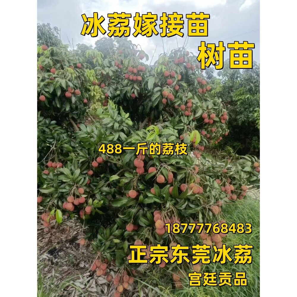 冰荔荔枝苗嫁接苗新品种仙进奉观音绿荔枝树苗盆栽带土叶当年结果