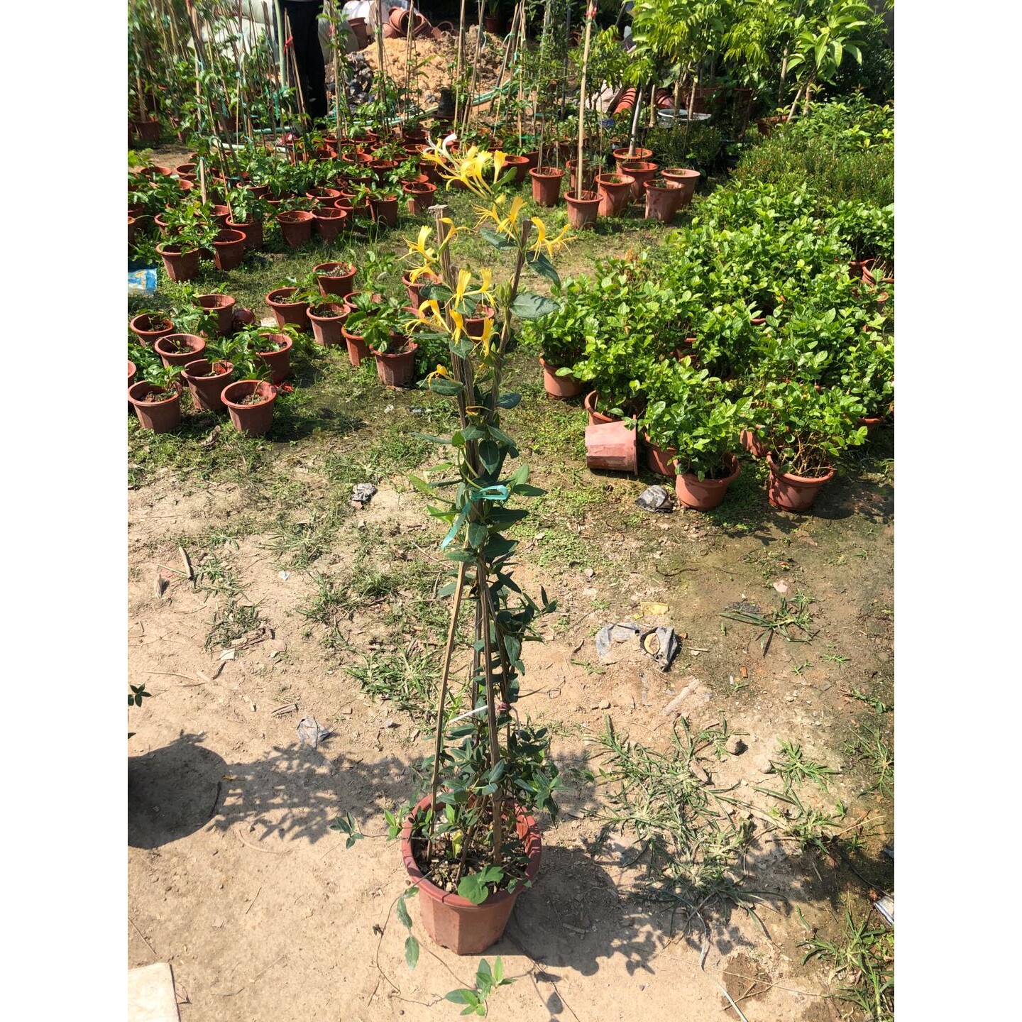 金银花爬藤植物黄白金银花苗可食用金银花盆栽鸳鸯藤盆栽四季开花