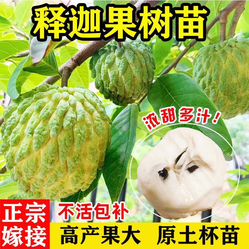 释迦果苗树嫁接台湾凤梨释迦南方牛奶释迦番荔枝释迦果苗庭院盆栽