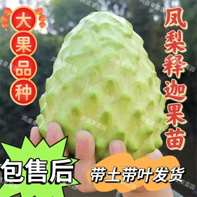 大果释迦果树苗嫁接凤梨释迦新品种番荔枝苗盆栽地栽当年开花结果