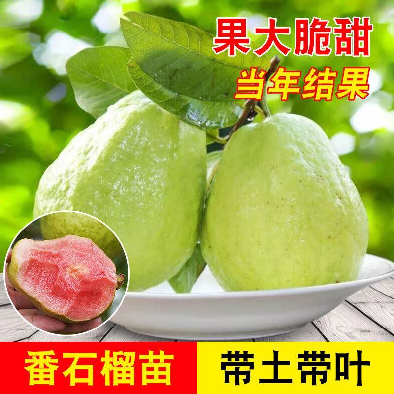 番石榴苗四季白肉珍珠红心西瓜芭乐无籽少籽红宝石嫁接苗当年结果