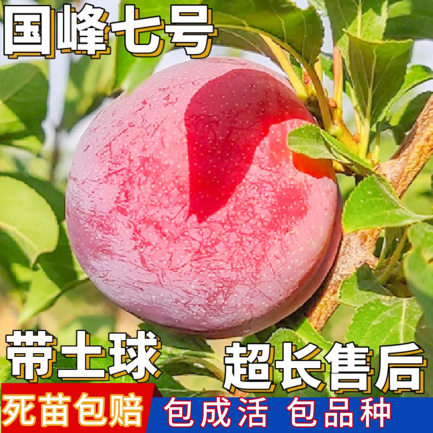 国峰七号李子树苗新品种种植南北方特大耐寒嫁接矮化盆栽当年结果