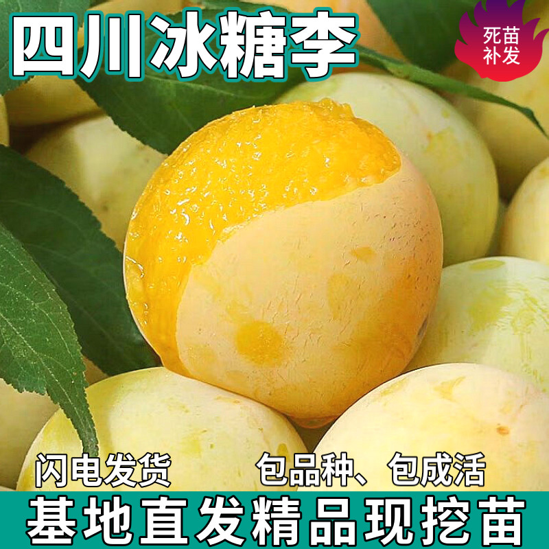 正宗四川冰糖李子果树苗南北方地栽盆栽庭院嫁接新品李子当年结果