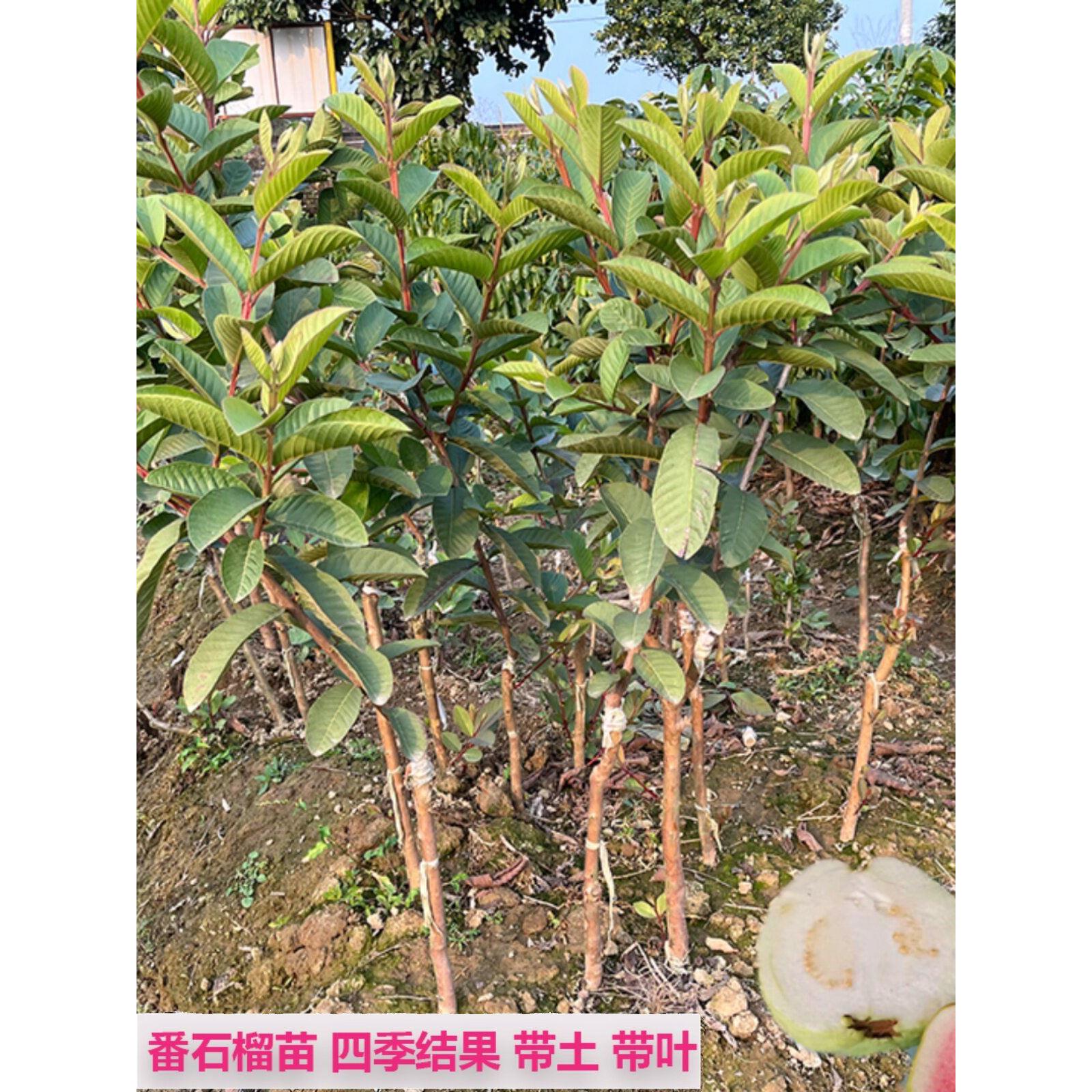 带土红心果苗树红宝石芭乐苗四季白心珍珠番石榴苗四季结果盆栽