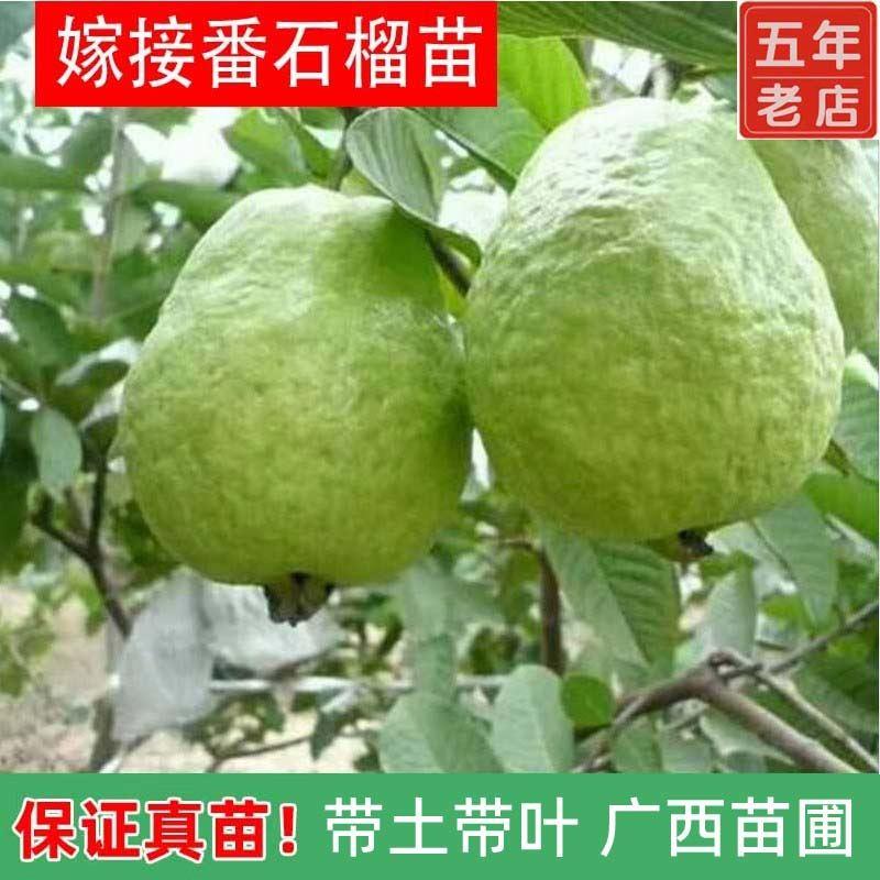 珍珠番石榴树果苗红心帝王芭乐树苗四季结果嫁接果树果苗带土带叶
