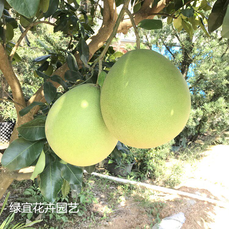 柚子树正宗嫁接蜜柚红肉柚子白肉柚沙田柚苗南方果树壮苗基地直销