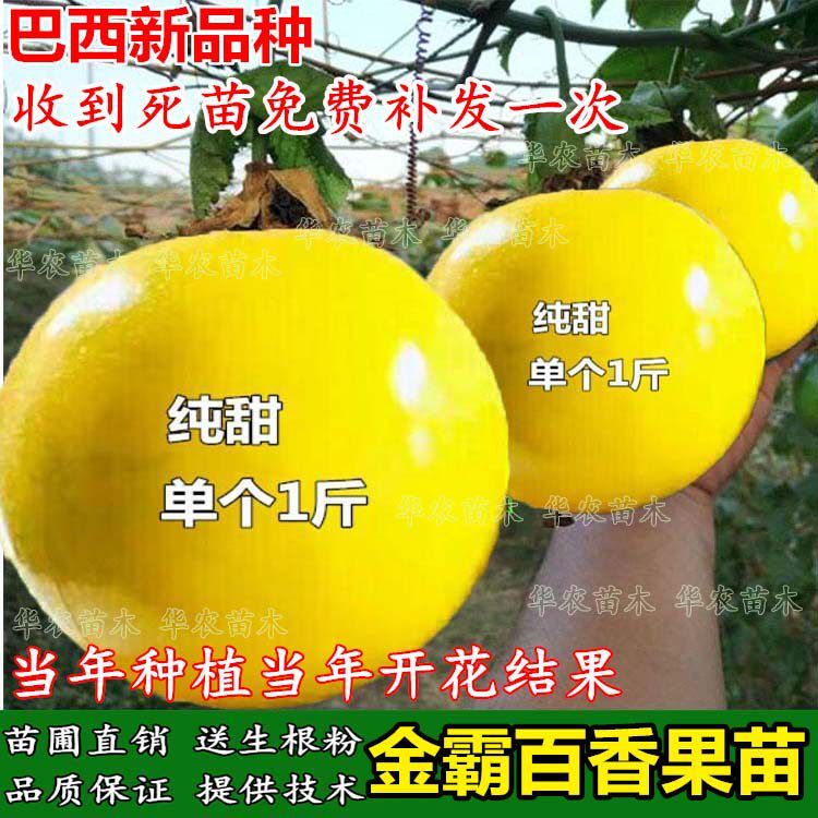 黄金百香果树苗 新品种黄金巨无霸大果一斤一个四季种植当年结果