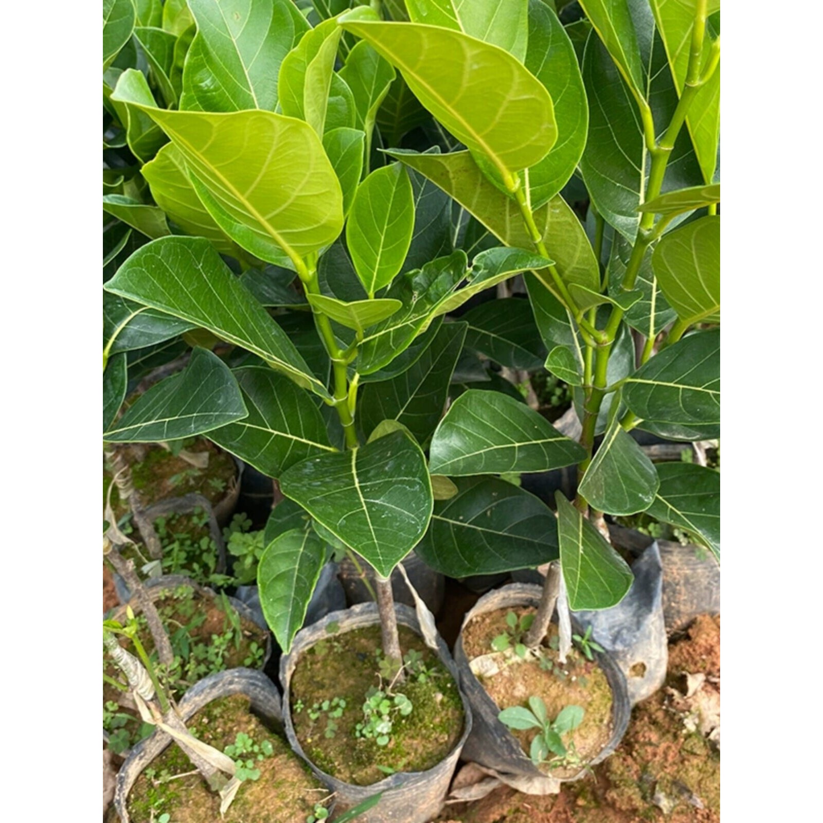 菠萝蜜树苗嫁接泰8号12号红肉1号黄肉四季菠萝蜜苗木菠萝苗南方种