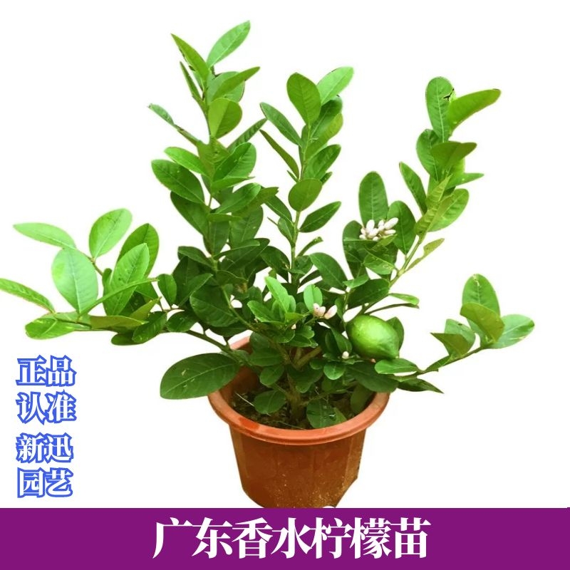 广东无核香水柠檬苗台湾四季无核香水柠檬苗杯苗发货柠檬种植盆栽