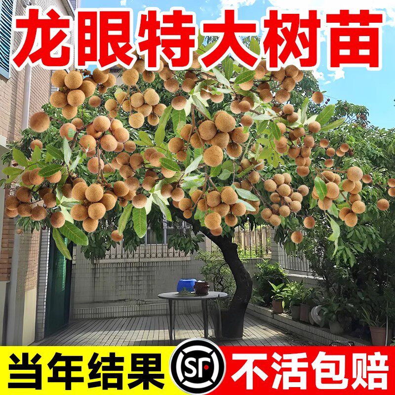 龙眼树苖嫁接盆栽水果树苗储良桂圆石硖南方四季种植地栽当年结果