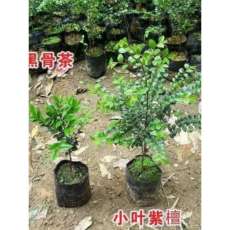 正宗小叶紫檀金丝楠木名贵苗木台湾盆栽小叶紫檀植物基地直销树苗