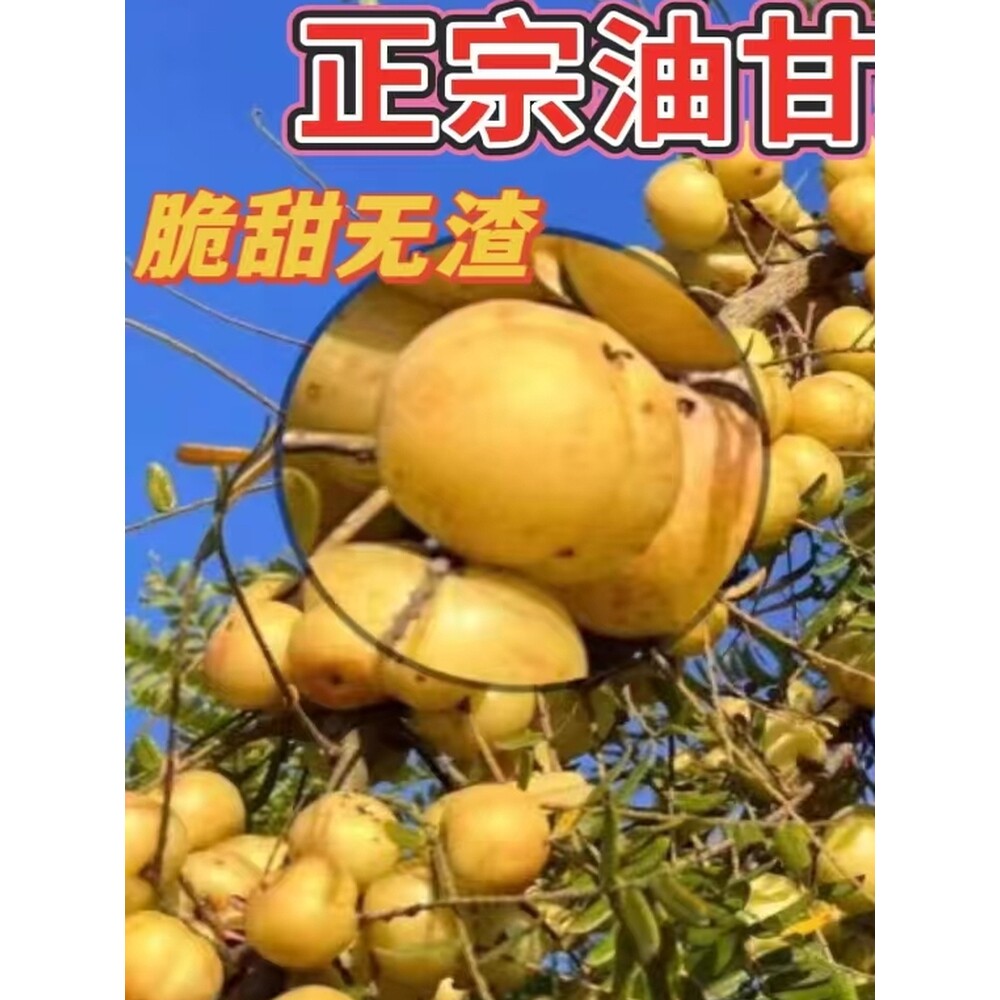 油甘果苗嫁接崩坎狮头甜种油甘柿饼甜油柑果树苗新品种牛甘果红皮