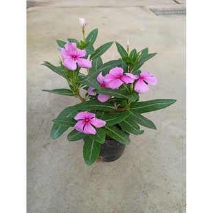 满3棵包邮长春花日日春五叶梅花卉盆栽四季开花庭院阳台观花植物