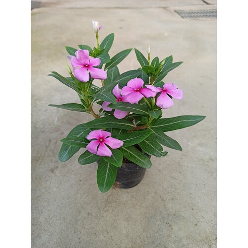 满3棵包邮长春花日日春五叶梅花卉盆栽四季开花庭院阳台观花植物