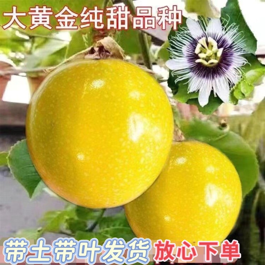 当年结果）大果苗百香果苗盆栽鸡蛋果苗满天星黄金紫香百香果树苗