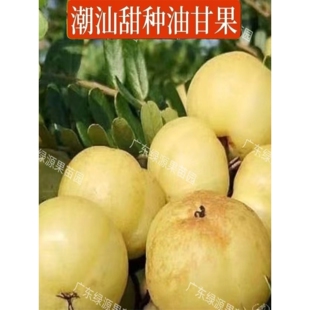 潮汕油甘果苗嫁接苗柿饼甜油柑树苗狮头崩坎余甘果甜油甘果苗橄榄