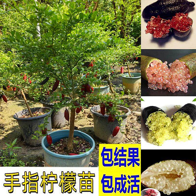 超耐寒澳洲手指柠檬树苗棒棒糖庭院指橙盆栽果树果苗南北种植带果