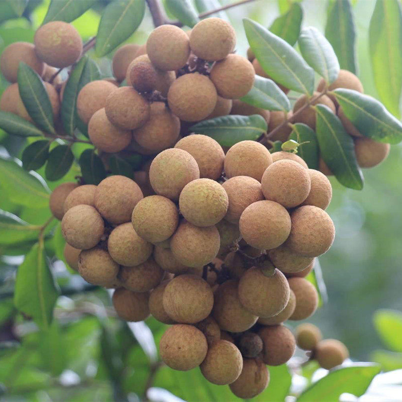 嫁接龙眼树苗石硖储良四季无核龙眼苗南北方种植带土发货当年结果