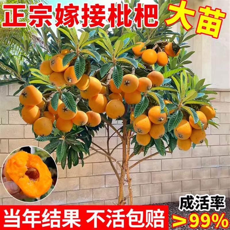 无核枇杷树苗嫁接南方北方庭院地栽果苗盆栽种植大枇杷苗当年结果