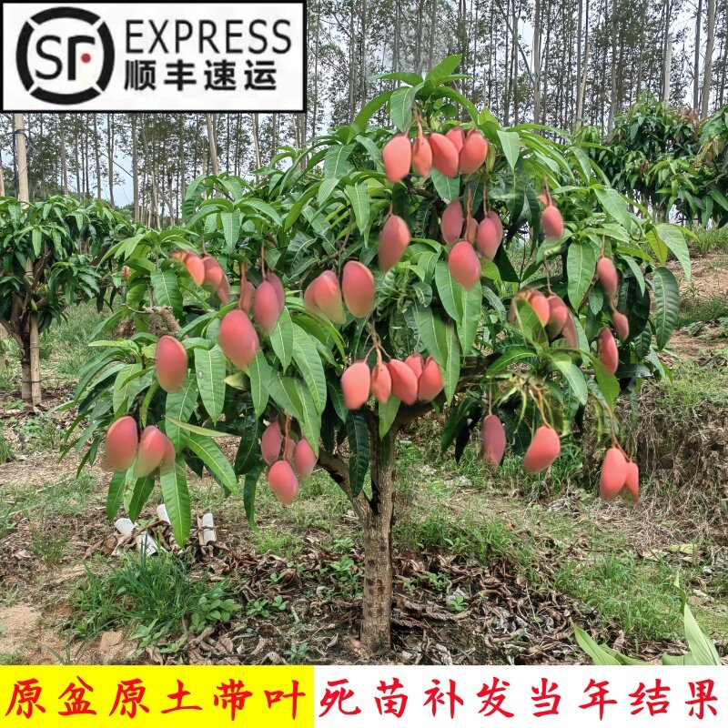 嫁接芒果树特大四季芒果树果苗金煌贵妃芒果苗树当年结果盆地栽