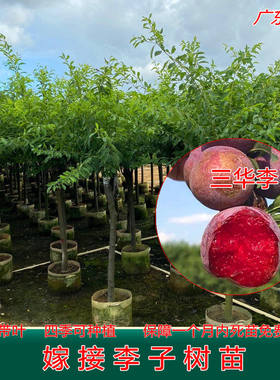 李子树苗正宗三华李树苗早生李子苗嫁接苗带叶带土果树苗当年结果