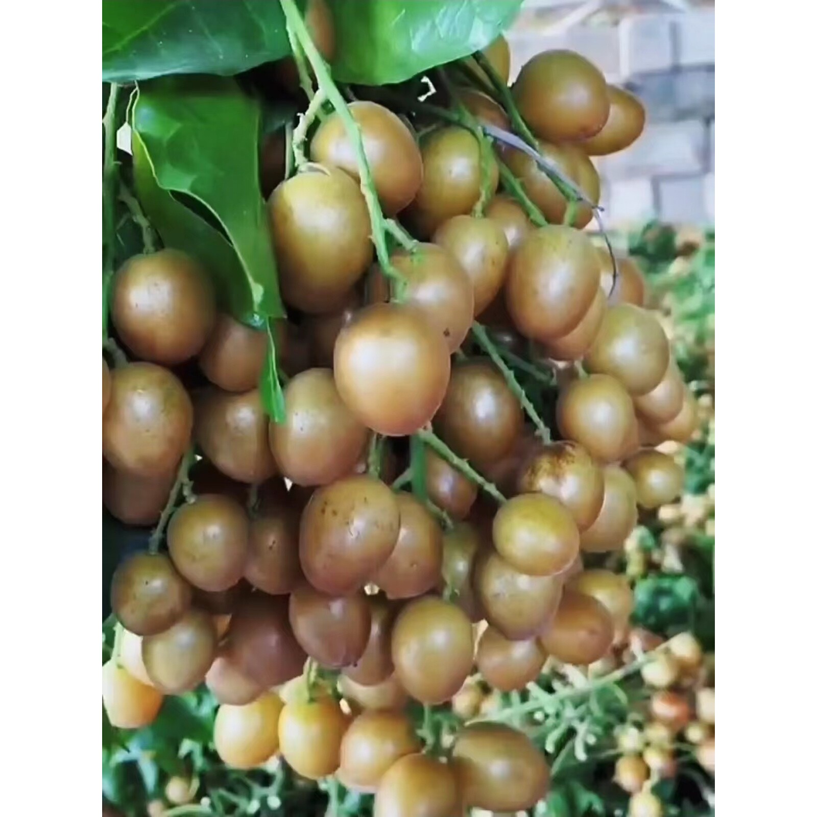 广西黑金刚黄皮果树苗嫁接苗南方种植庭院盆栽地栽水果苗当年结果