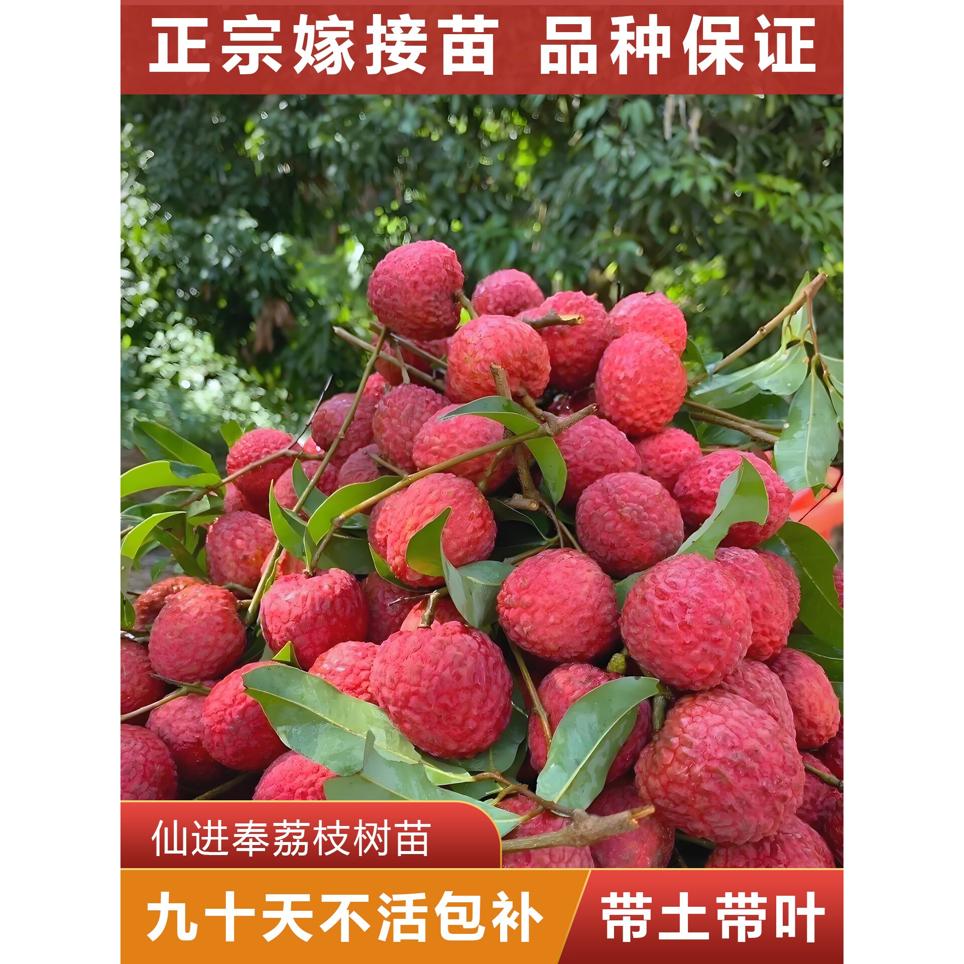 仙进奉荔枝树苗 正宗嫁接荔枝苗 可盘栽地栽 原杯原土带叶发货
