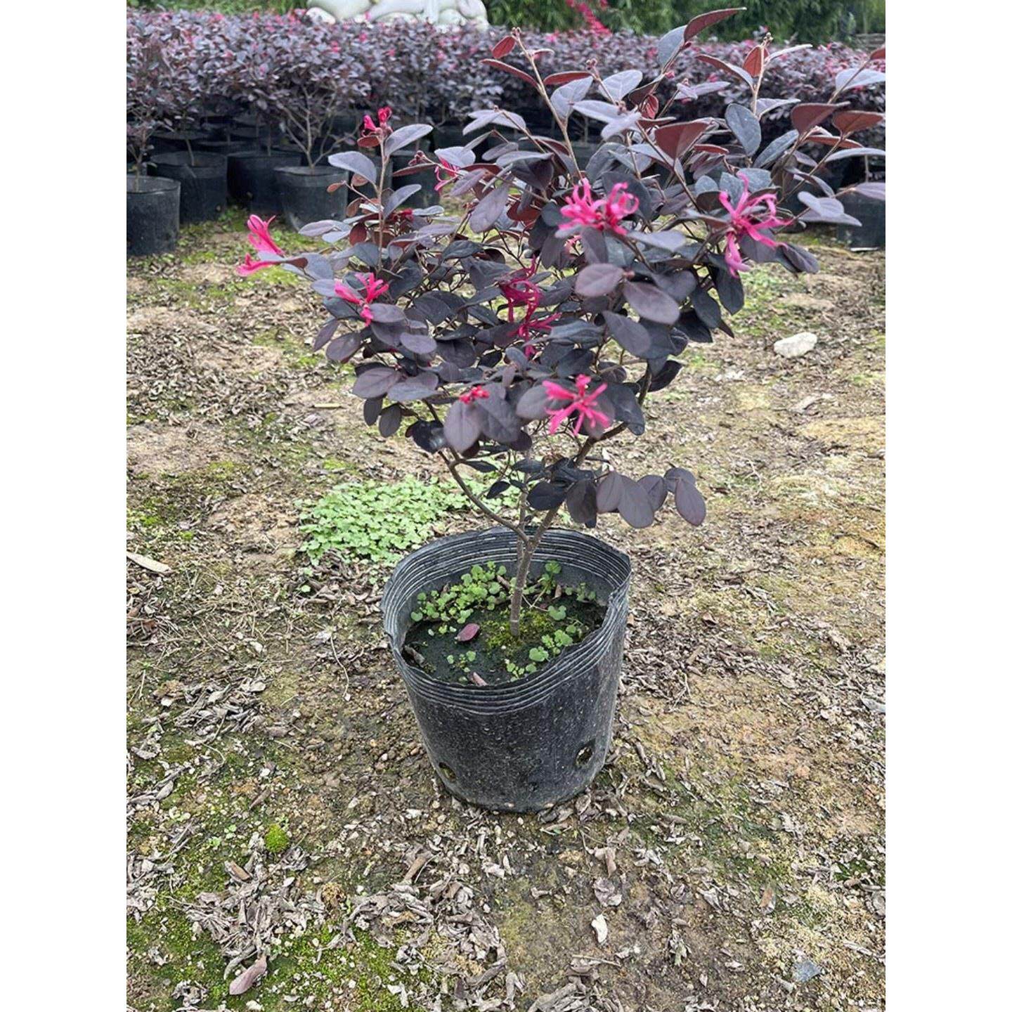 热销红继木苗 红花继木苗 工程绿化袋苗 红桎木 红花 继木树苗