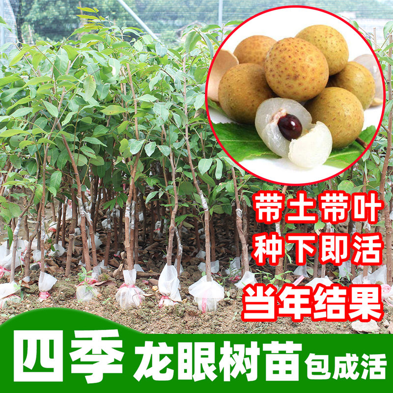 四季龙眼树苗嫁接果苗桂圆盆栽地栽带土南方广西广东石硖储良大苗