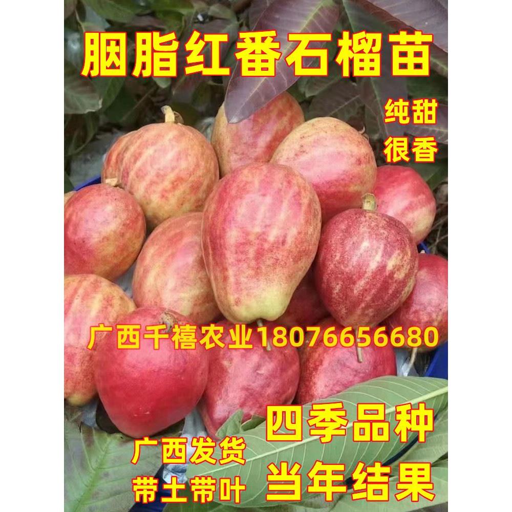 胭脂红番石榴树苗嫁接四季结果庭院阳台盆栽红心芭乐番石榴果树苗