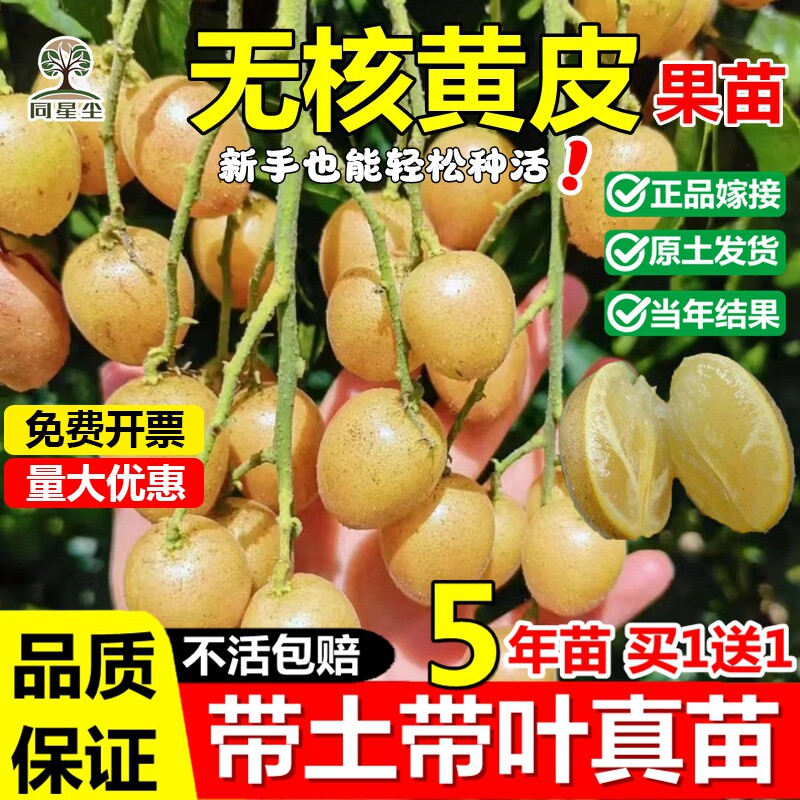 无核黄皮嫁接果树苗贵妃鸡心冰糖红肉盆栽地栽南北方种植当年结果