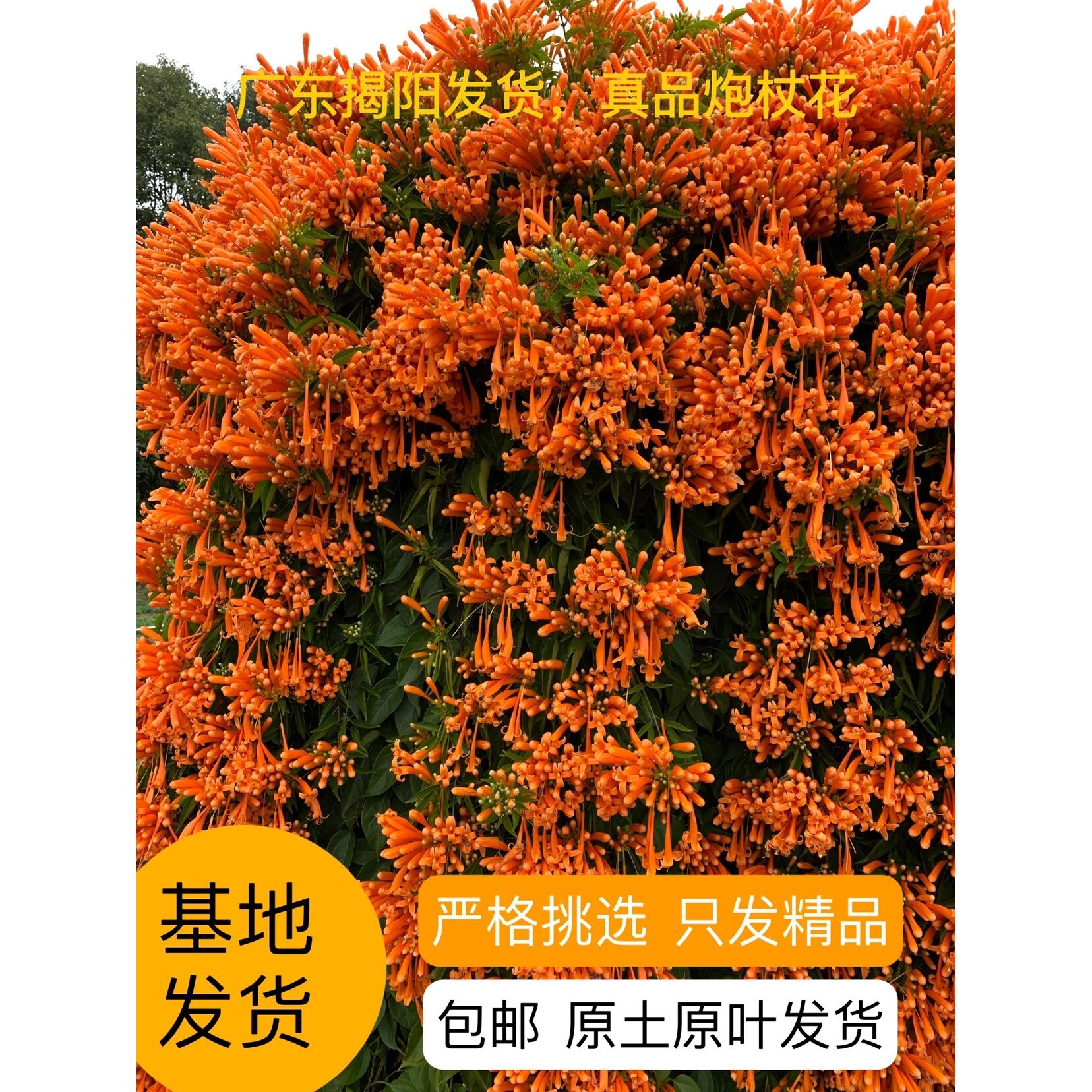 炮仗花苗爬藤植物鞭炮花爬藤四季常青阳台庭院攀爬易养滚绿植盆栽