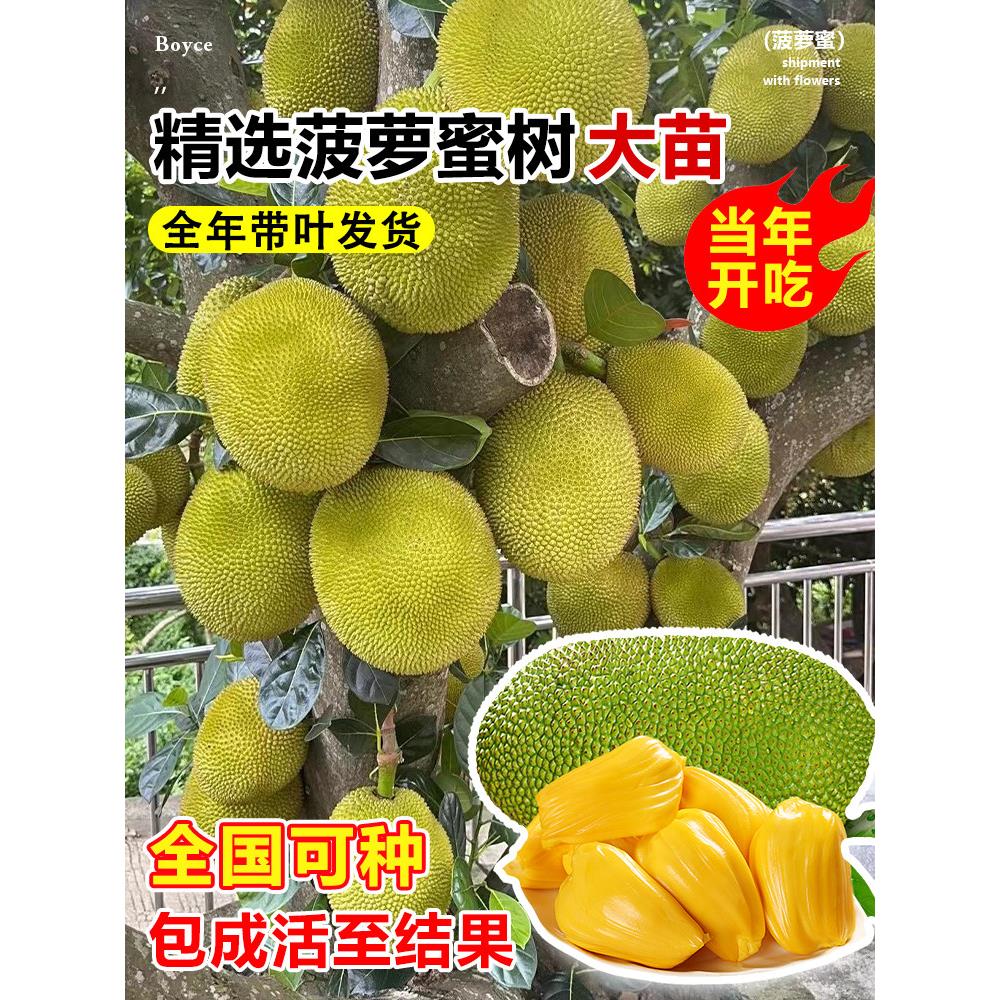 广西四季菠萝蜜树树苗嫁接果树庭院别墅盆栽地栽耐寒植物当年结果