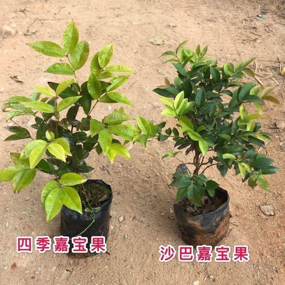 绿植嘉宝果苗树优质树葡萄沙巴艾斯果树阳台庭院盆栽全国绿植种植