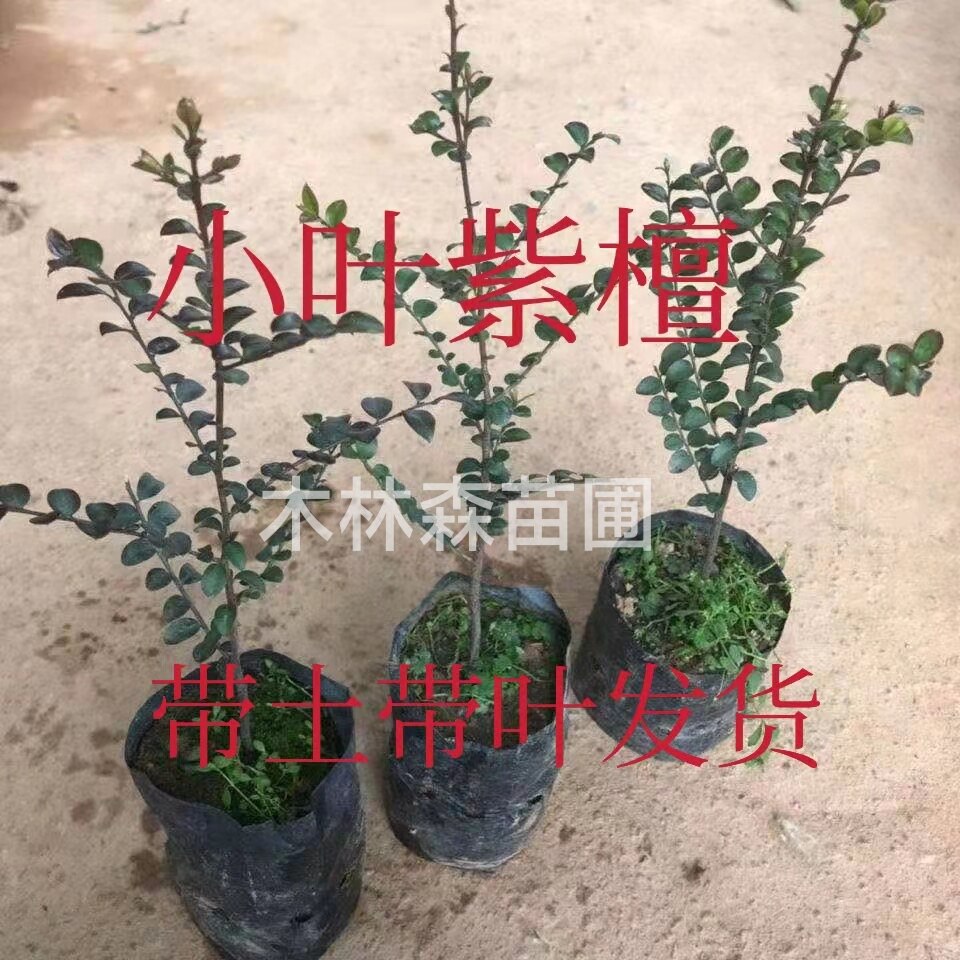 小叶紫檀树苗正宗珍稀名贵苗木高档室内外盆栽观赏植物 四季常青