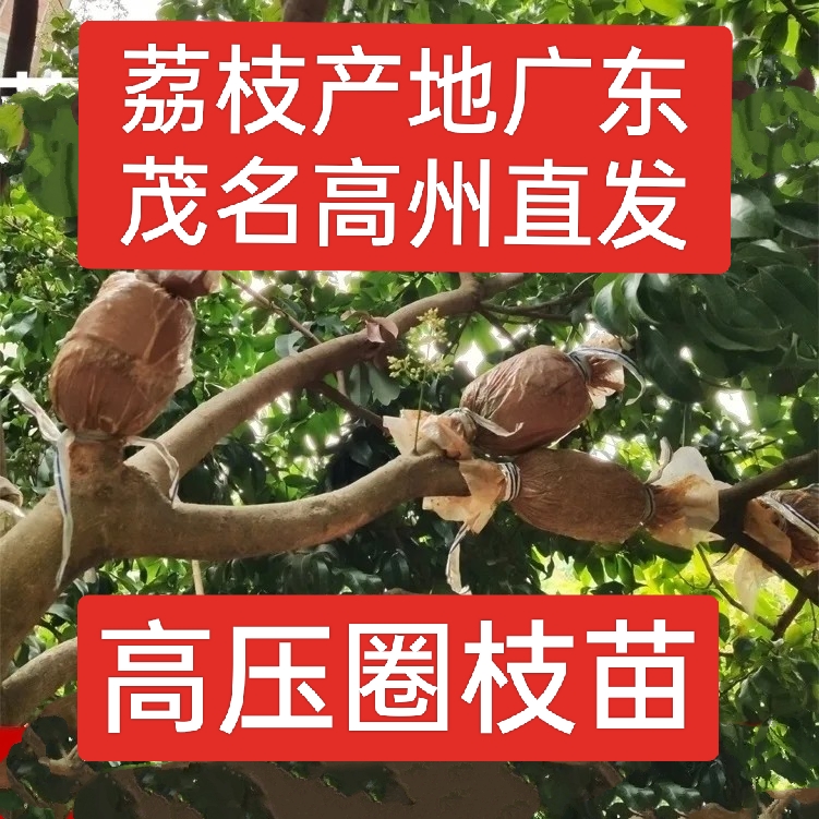 正宗高州荔枝高压苗马贵荔桂味冰荔仙进奉当年结果包成活盆栽地栽