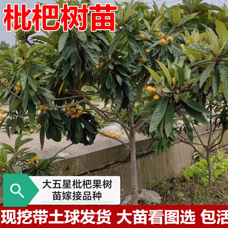 大五星枇杷嫁接琵琶果树特大果苗四川枇杷苗苗木树苗盆栽地栽大树